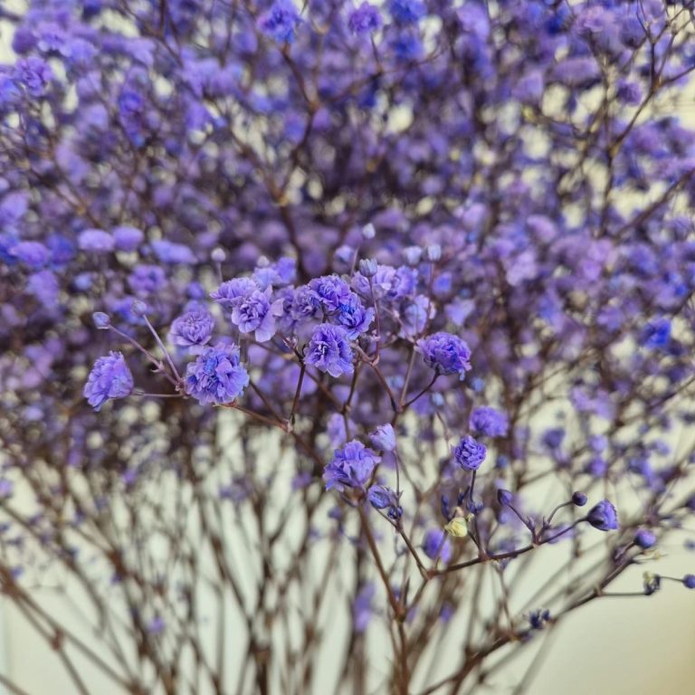 Gipsówka stabilizowana wiecznie żywa lawendowa duży bukiet