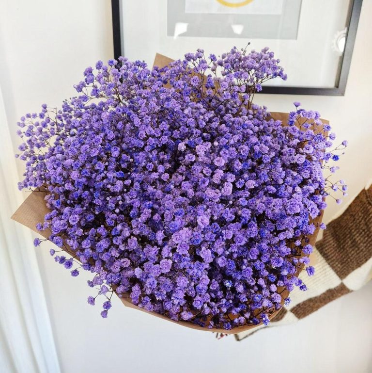 Gipsówka stabilizowana wiecznie żywa lawendowa duży bukiet