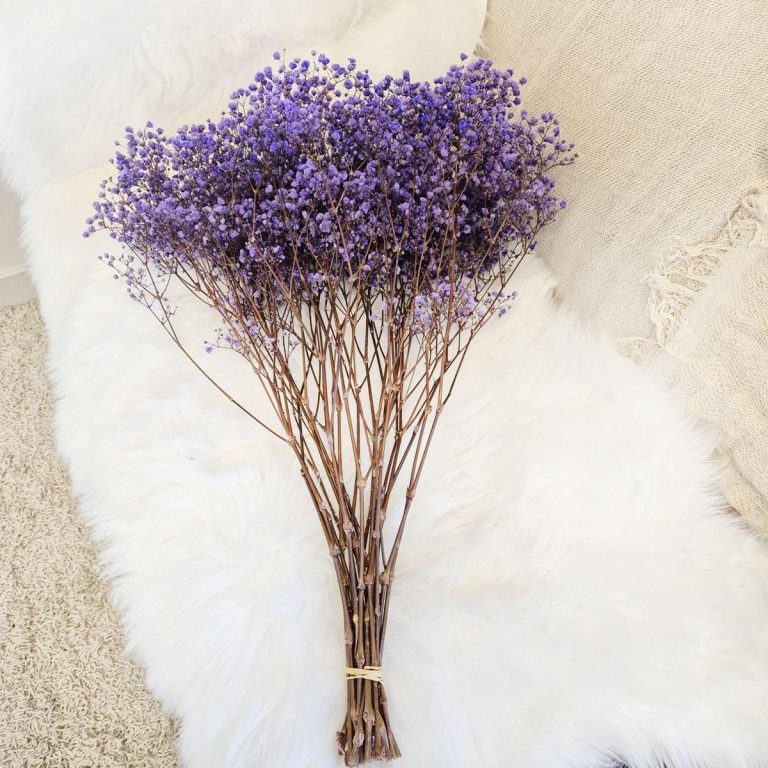 Gipsówka stabilizowana wiecznie żywa lawendowa duży bukiet