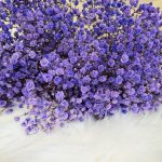 Gipsówka stabilizowana wiecznie żywa lawendowa duży bukiet