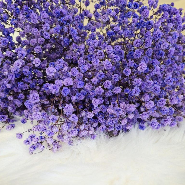 Gipsówka stabilizowana wiecznie żywa lawendowa duży bukiet