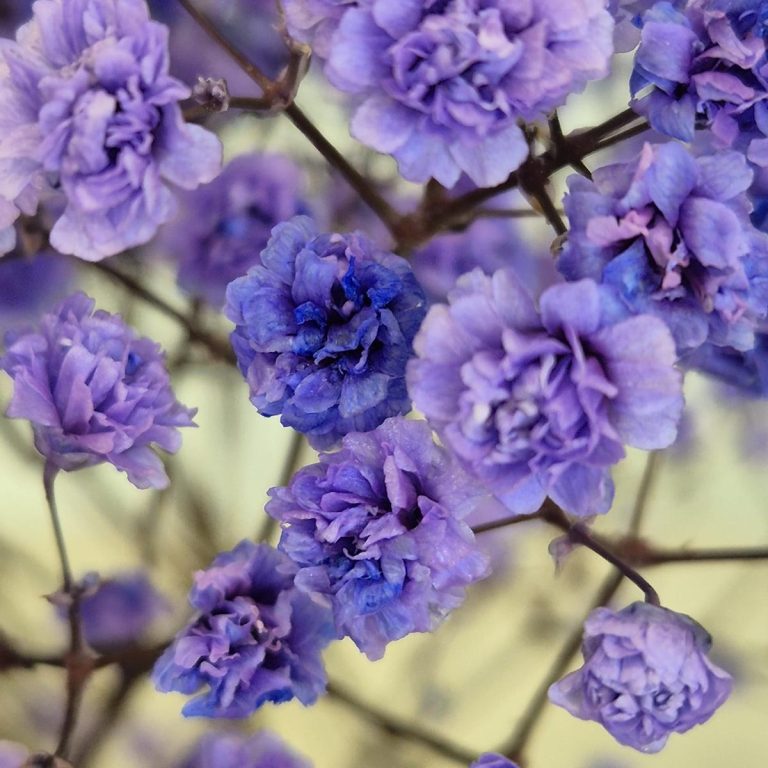 Gipsówka stabilizowana wiecznie żywa lawendowa duży bukiet