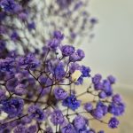 Gipsówka stabilizowana wiecznie żywa lawendowa duży bukiet