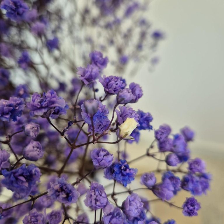 Gipsówka stabilizowana wiecznie żywa lawendowa duży bukiet