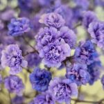 Gipsówka stabilizowana wiecznie żywa lawendowa duży bukiet