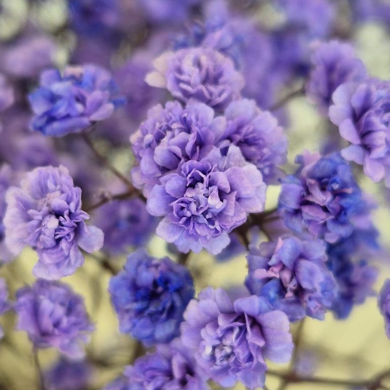 Gipsówka stabilizowana wiecznie żywa lawendowa duży bukiet