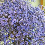 Gipsówka stabilizowana wiecznie żywa lawendowa duży bukiet