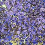 Gipsówka stabilizowana wiecznie żywa lawendowa duży bukiet