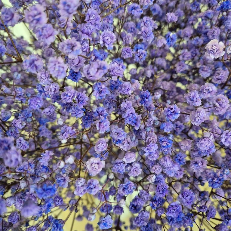 Gipsówka stabilizowana wiecznie żywa lawendowa duży bukiet