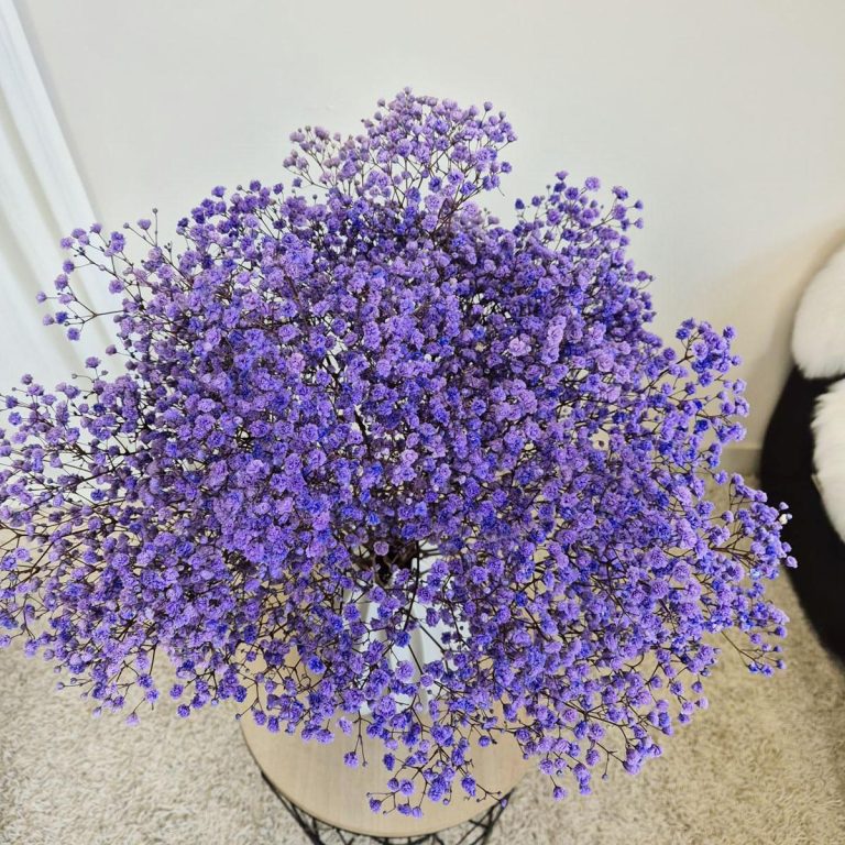 Gipsówka stabilizowana wiecznie żywa lawendowa duży bukiet