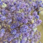 Gipsówka stabilizowana wiecznie żywa lawendowa mały bukiet