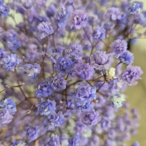 Gipsówka stabilizowana wiecznie żywa lawendowa mały bukiet