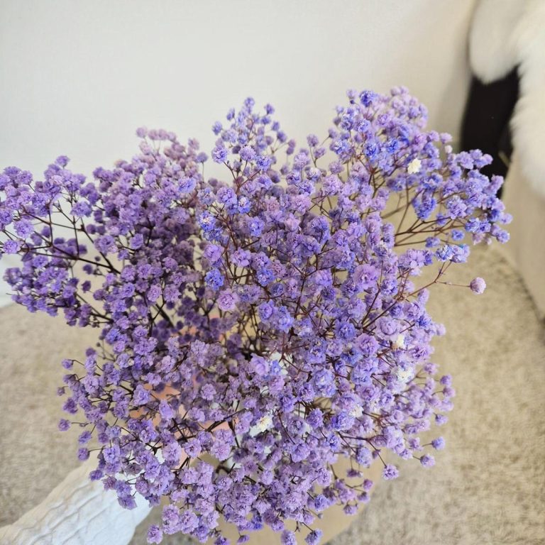 Gipsówka stabilizowana wiecznie żywa lawendowa mały bukiet