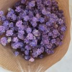 Gipsówka stabilizowana wiecznie żywa lawendowa mały bukiet