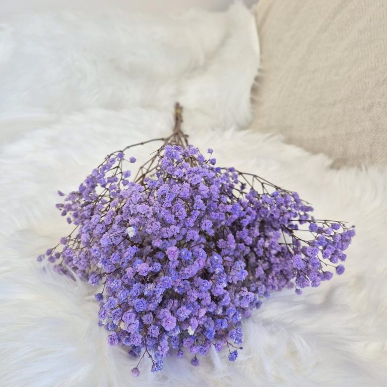 Gipsówka stabilizowana wiecznie żywa lawendowa mały bukiet