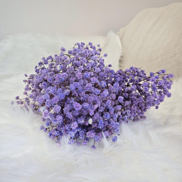 Gipsówka stabilizowana wiecznie żywa lawendowa mały bukiet