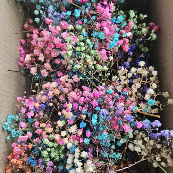 Gipsówka stabilizowana wiecznie żywa mini box 80g kolorowa