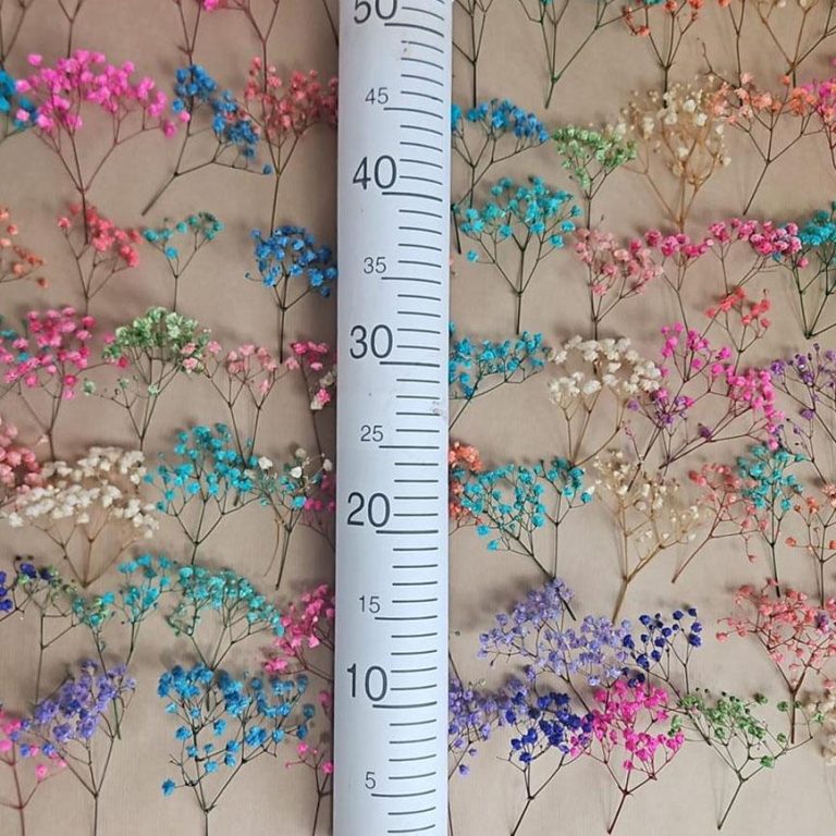 Gipsówka stabilizowana wiecznie żywa mini box 100g mix kolorów