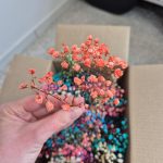 Gipsówka stabilizowana wiecznie żywa mini box 100g mix kolorów