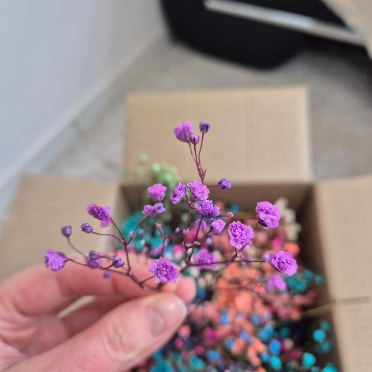 Gipsówka stabilizowana wiecznie żywa mini box 100g mix kolorów