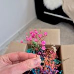 Gipsówka stabilizowana wiecznie żywa mini box 100g mix kolorów