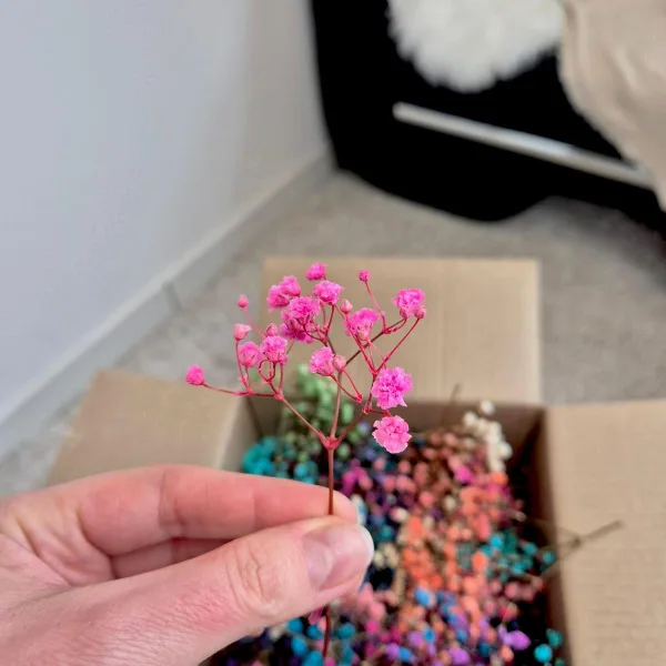 Gipsówka stabilizowana wiecznie żywa mini box 80g kolorowa