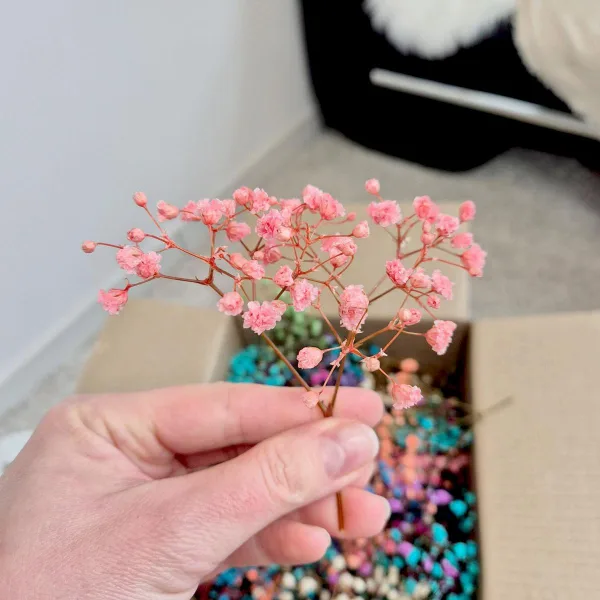 Gipsówka stabilizowana wiecznie żywa mini box 80g kolorowa