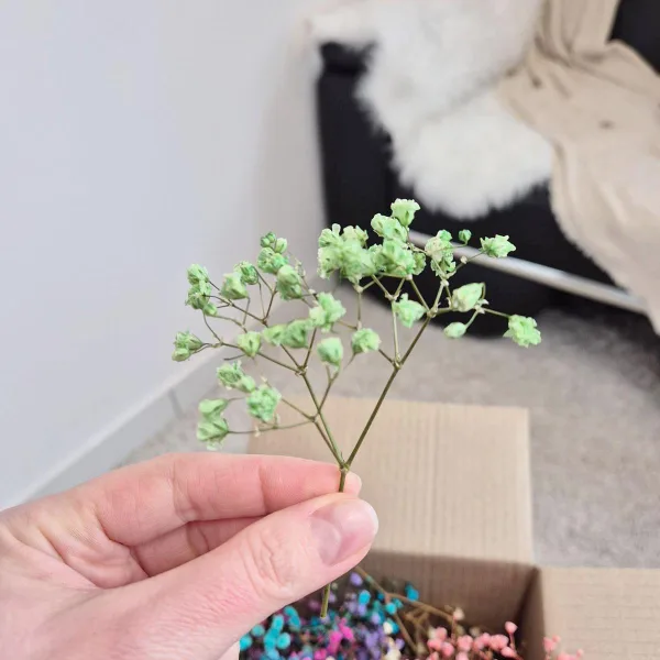 Gipsówka stabilizowana wiecznie żywa mini box 80g kolorowa