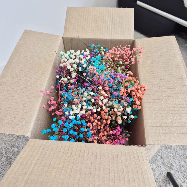 Gipsówka stabilizowana wiecznie żywa mini box 100g mix kolorów