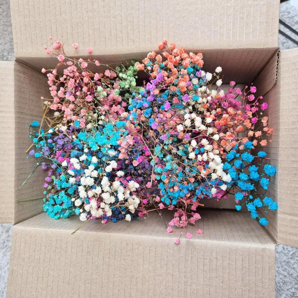 Gipsówka stabilizowana wiecznie żywa mini box 80g kolorowa