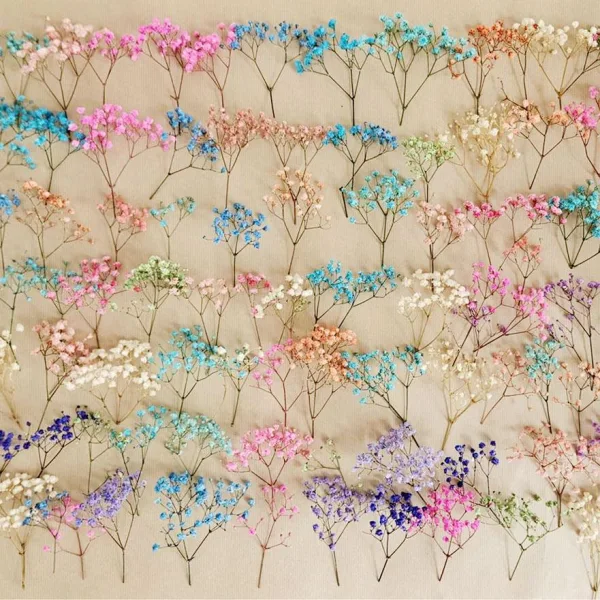 Gipsówka stabilizowana wiecznie żywa mini box 80g kolorowa