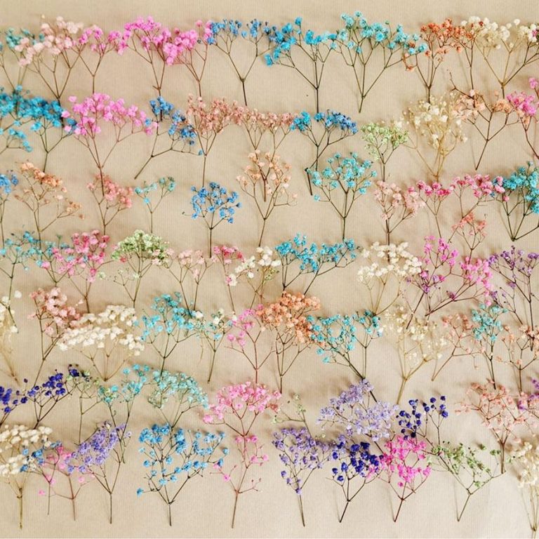 Gipsówka stabilizowana wiecznie żywa mini box 100g mix kolorów