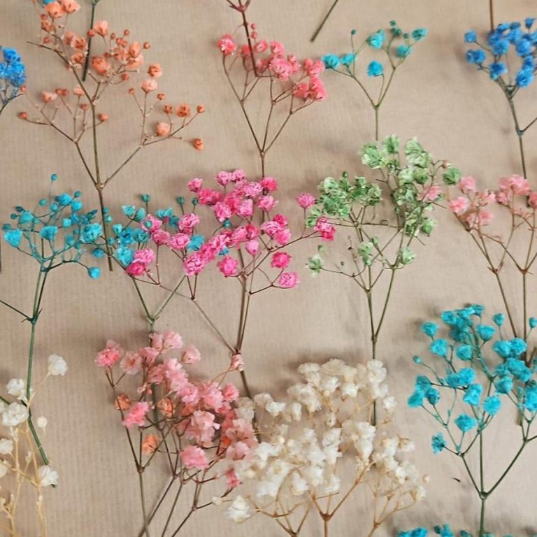 Gipsówka stabilizowana wiecznie żywa mini box 100g mix kolorów