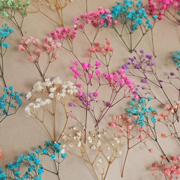 Gipsówka stabilizowana wiecznie żywa mini box 80g kolorowa