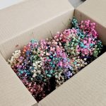 Gipsówka stabilizowana wiecznie żywa mini box 100g mix kolorów