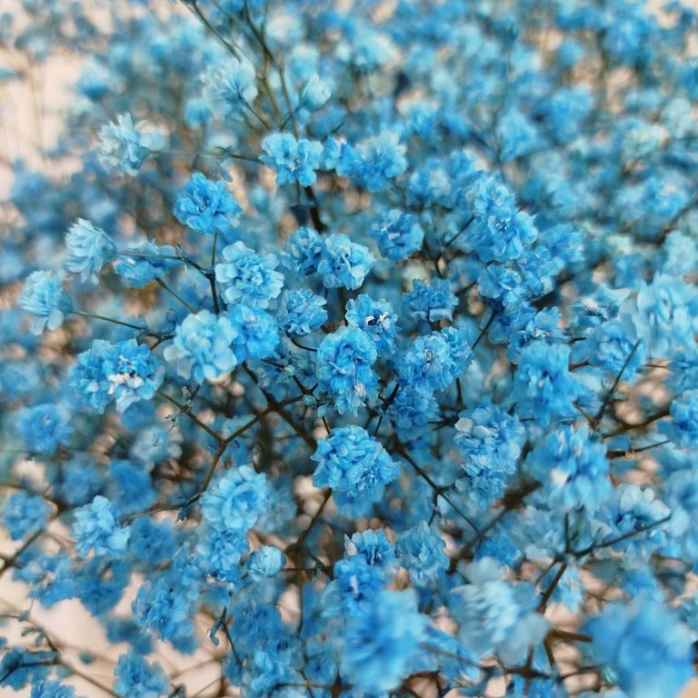 Gipsówka stabilizowana wiecznie żywa niebieska ciemna duży bukiet