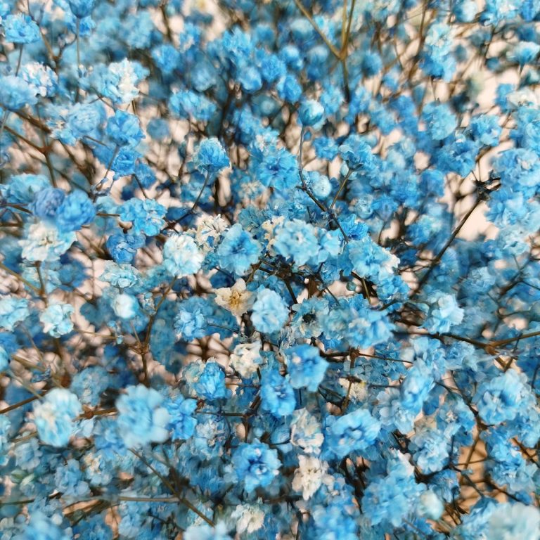 Gipsówka stabilizowana wiecznie żywa niebieska ciemna duży bukiet