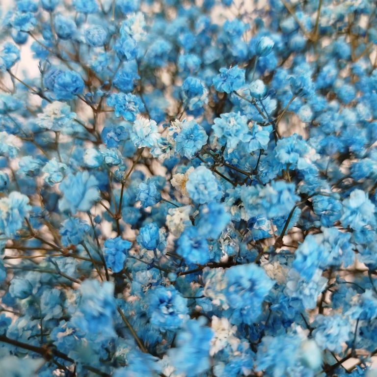 Gipsówka stabilizowana wiecznie żywa niebieska ciemna duży bukiet