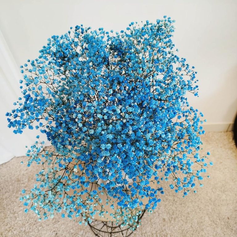 Gipsówka stabilizowana wiecznie żywa niebieska ciemna duży bukiet