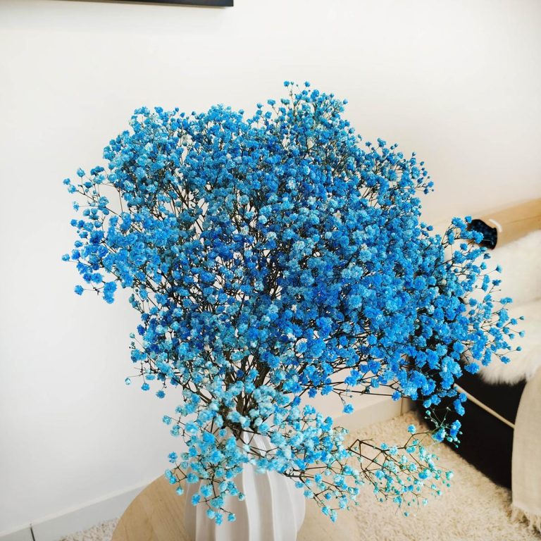 Gipsówka stabilizowana wiecznie żywa niebieska ciemna duży bukiet