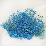 Gipsówka stabilizowana wiecznie żywa niebieska ciemna duży bukiet