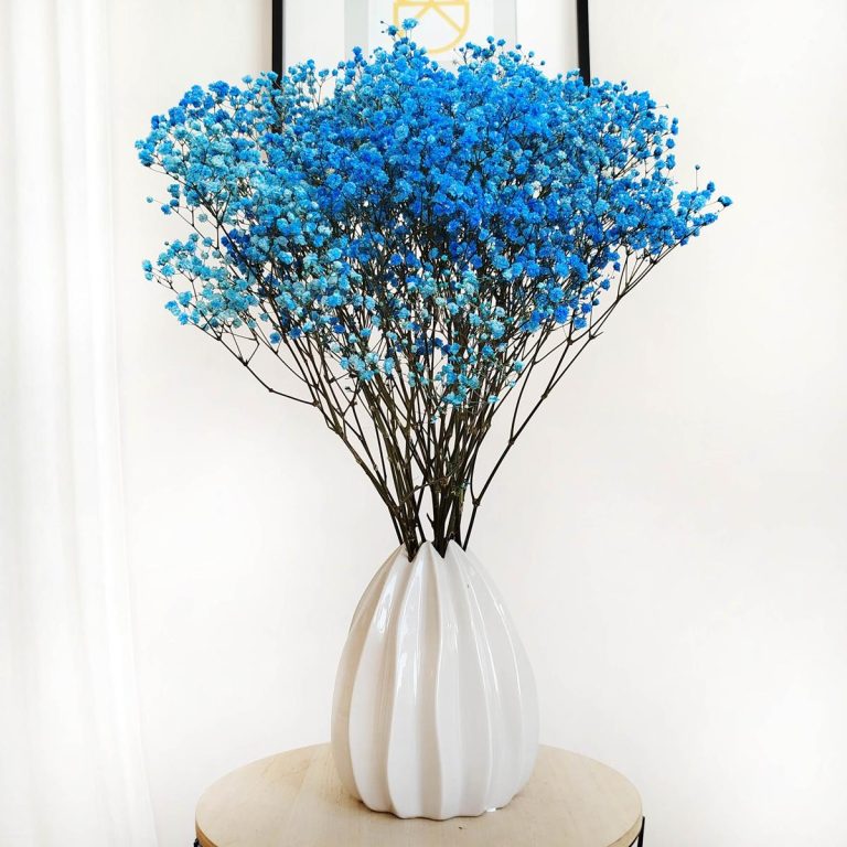 Gipsówka stabilizowana wiecznie żywa niebieska ciemna duży bukiet