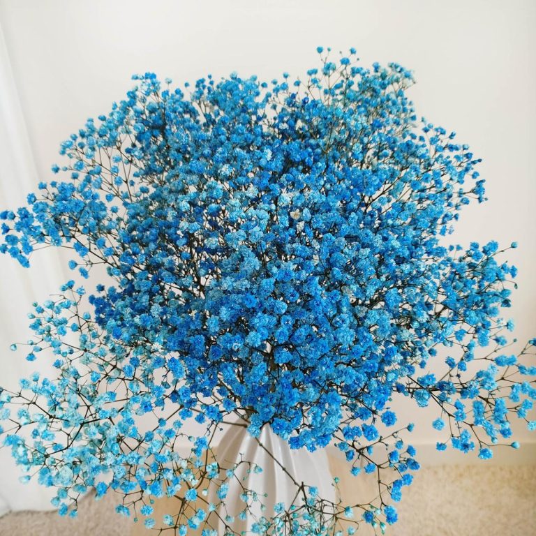 Gipsówka stabilizowana wiecznie żywa niebieska ciemna duży bukiet