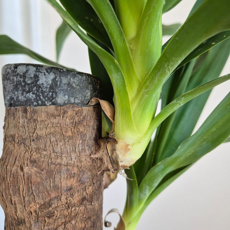 Juka gwatemalska stopa słonia (Yucca elephantipes) 80cm