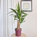 Juka gwatemalska stopa słonia (Yucca elephantipes) 80cm