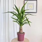 Juka gwatemalska stopa słonia (Yucca elephantipes) 80cm