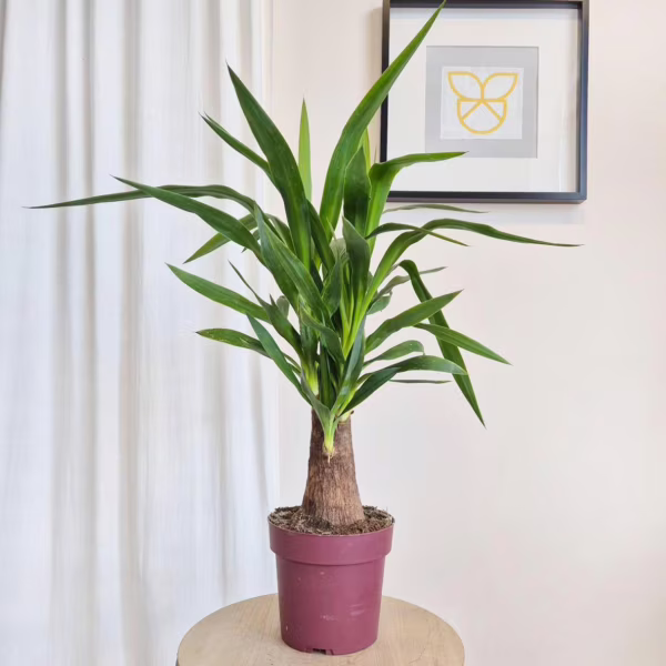 Juka gwatemalska stopa słonia (Yucca elephantipes) 75-85m