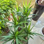 Juka gwatemalska stopa słonia (Yucca elephantipes) 80cm