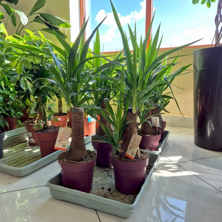 Juka gwatemalska stopa słonia (Yucca elephantipes) 80cm