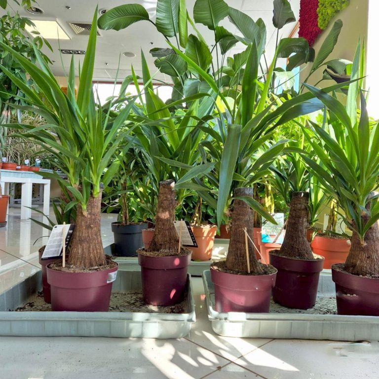 Juka gwatemalska stopa słonia (Yucca elephantipes) 80cm